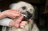 BROSSAGE DENTS 063
